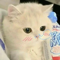 Mèo(Jsol)