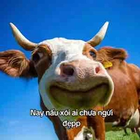 Bò Biết bay💞💞