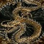 tiểu Long -thần thú của kido
