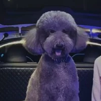 Pipi chó của (bé)