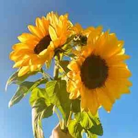 Nhân vật ngoài lề