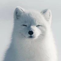 cáo