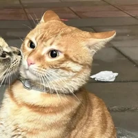 tác giả iu pí meo