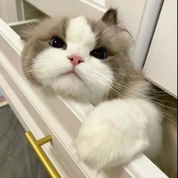 Miu(pet của cap)