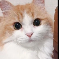 Mon(pet của rhy)