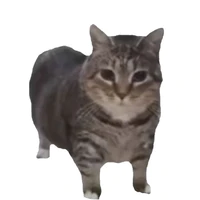 T/g