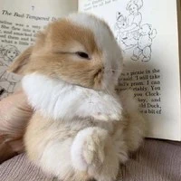 🐰•NguyenTuyetNhi•🐰