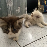 2 nhỏ tác giả