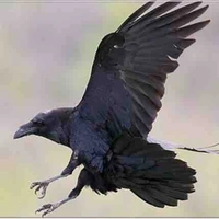 Con quạ 