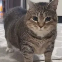 TG