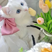 Mimi
