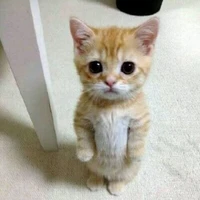 tác giả nek chứ ai