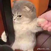 Con t/g khùng khùng điên điên 