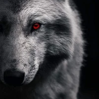 (ma) sói