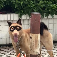 thanh mai trúc mã (đỹ)