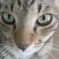 chết trong deanline rồi tư bản ơi