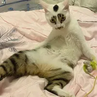 Quái Thai Tên Yuru