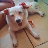 Lacy(tác giả)