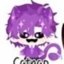 Hiha Catnap