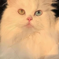Trần minh hiếu*hieuthuhai*[dạng 🐱]