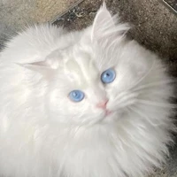 Nguyễn quang anh *Rhyder/flash*[dạng🐱]