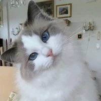 Trần Đăng Dương *Dương Domic*[dạng🐱]