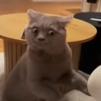 lèo