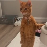 tèo