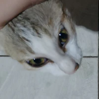 TG đệp zai