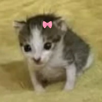 meowbeos😾