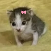 meowbeos😾