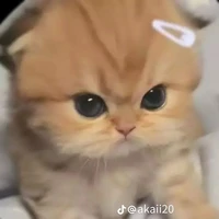 Tác Giả