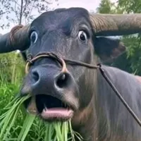 Hận toán thực tế