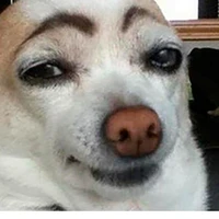 lào gì cũng tôn