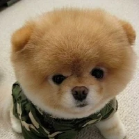 Chó nhà tác giả