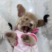 Tác giả đẹp zai