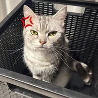 Sugus