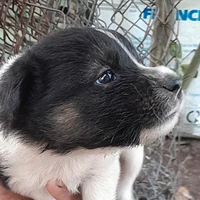 𝚝𝚊́𝚌 𝚐𝚒𝚊̉-✧