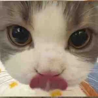 Shi [mèo của kịa]