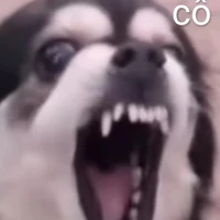 con tác giả cuto😘