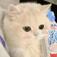 cat lăn sả ớt 