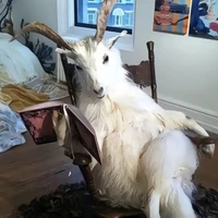 bạch dương ( th sinh tiu)