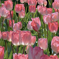 All