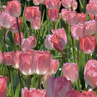 All