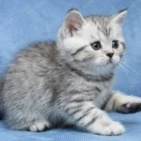 mermer ( thú cưng của Tiểu Linh )