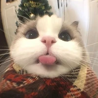 Tgiả Meow meow😺