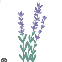 Toshanema Hinatasha(Lavender)