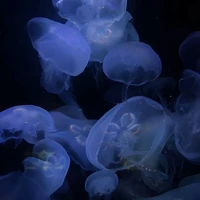 con t/g tên Dương