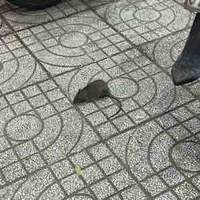 Đàn em