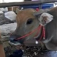 tỏii